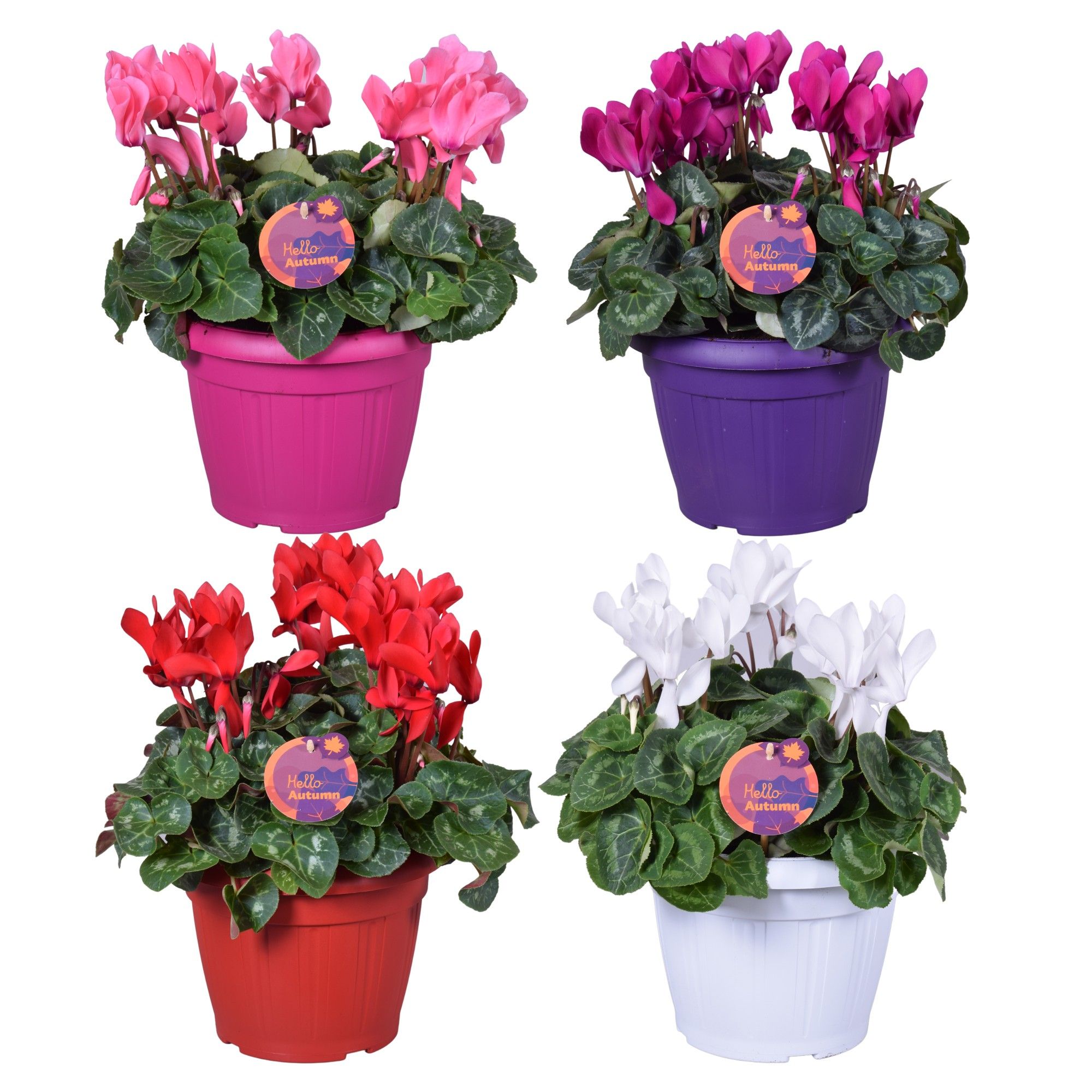 Cyclamen in Patiopot ton sur ton, D 22