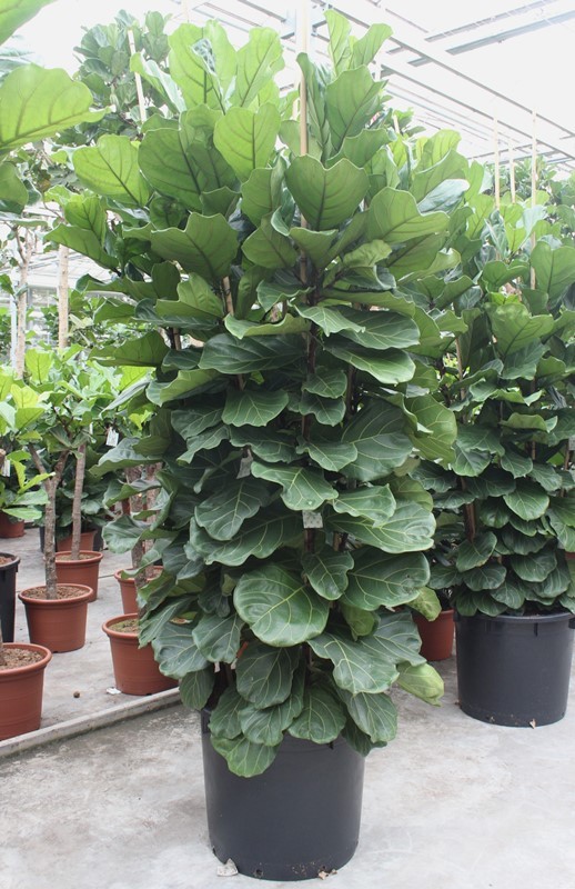 Ficus Lyrata 6 per pot, D 70