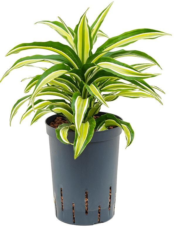 Dracaena fragrans 'Malaika', D 15