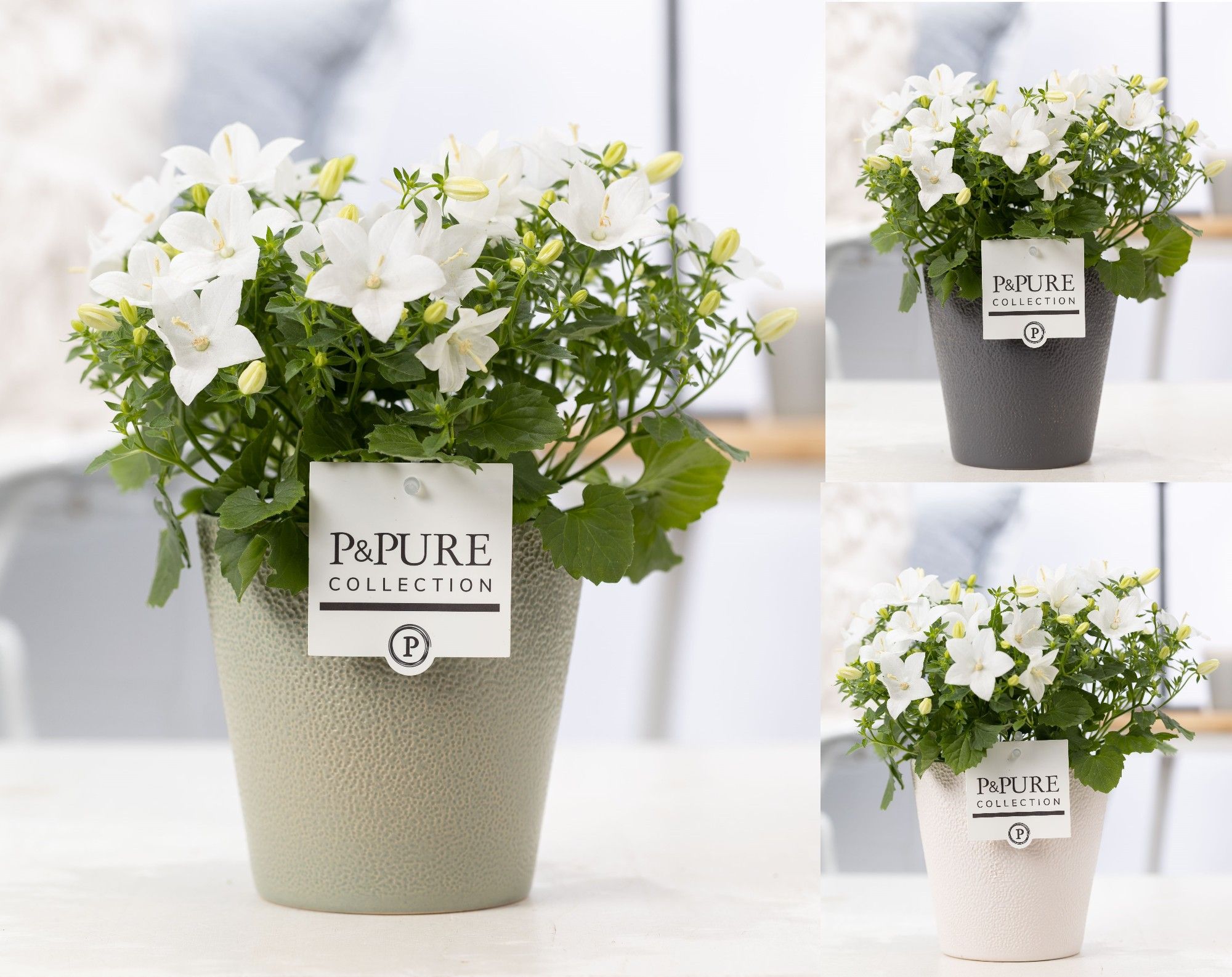 Campanula 'Atlanta' Pure Ruby, D 13