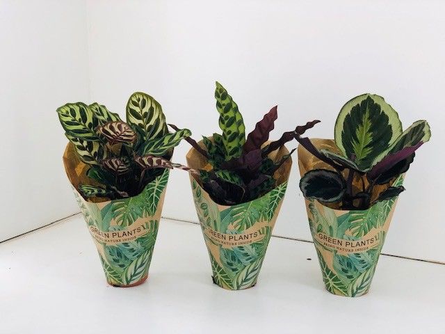 TDM P12 : Calathea Mix P12 cm in Krafthoes, D 12