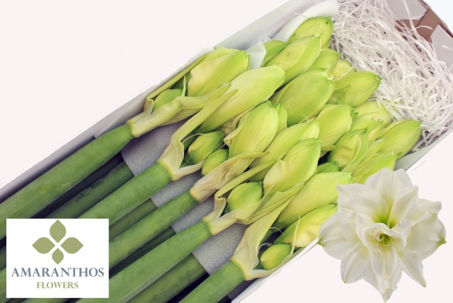 Амарилис Вайт Симфони (бел.) x15, шт.