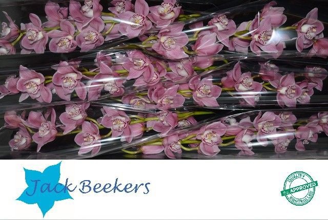 Цимбидиум Кармен x6 80, шт.