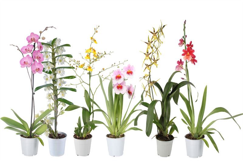 Orchideeen mix 1T met Phal, D 12