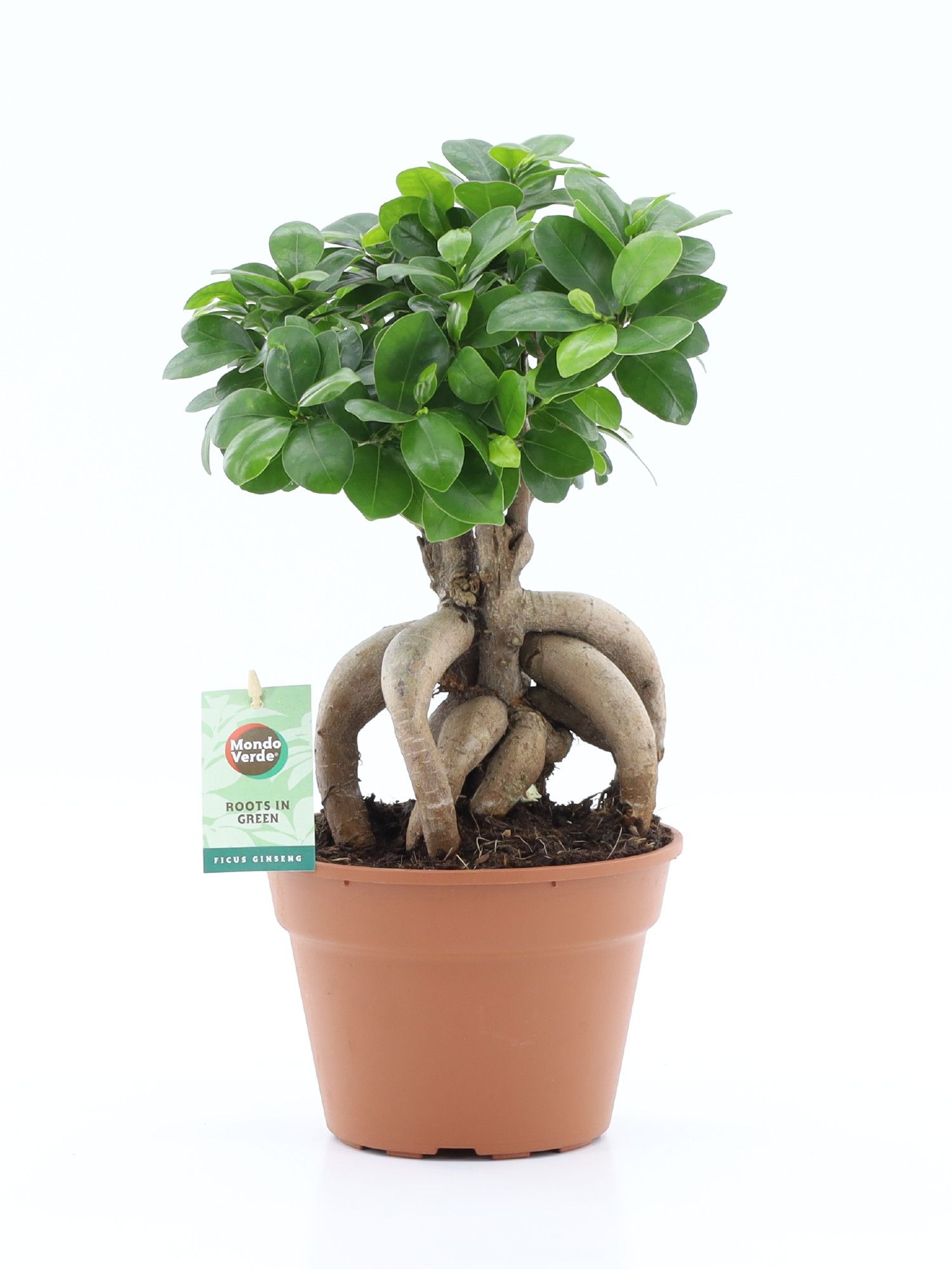 Ficus micr. Ginseng, D 17