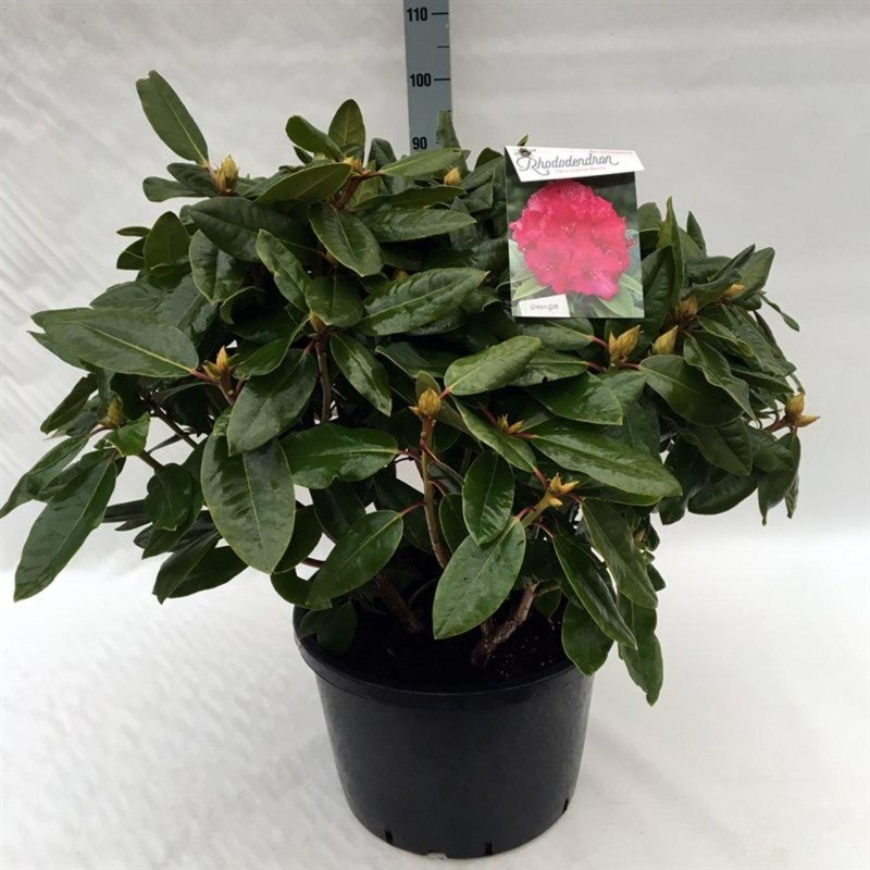 Rhododendron 'P. American Beauty', D 52