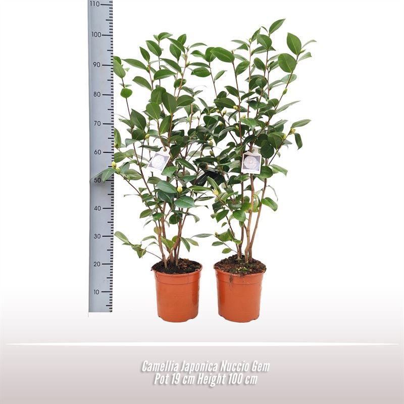 Camellia japonica Nuccio Gem, D 19