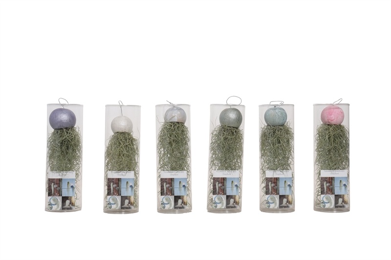 Plastic cilinder Tillandsia usneoides bellcup mix, D 35