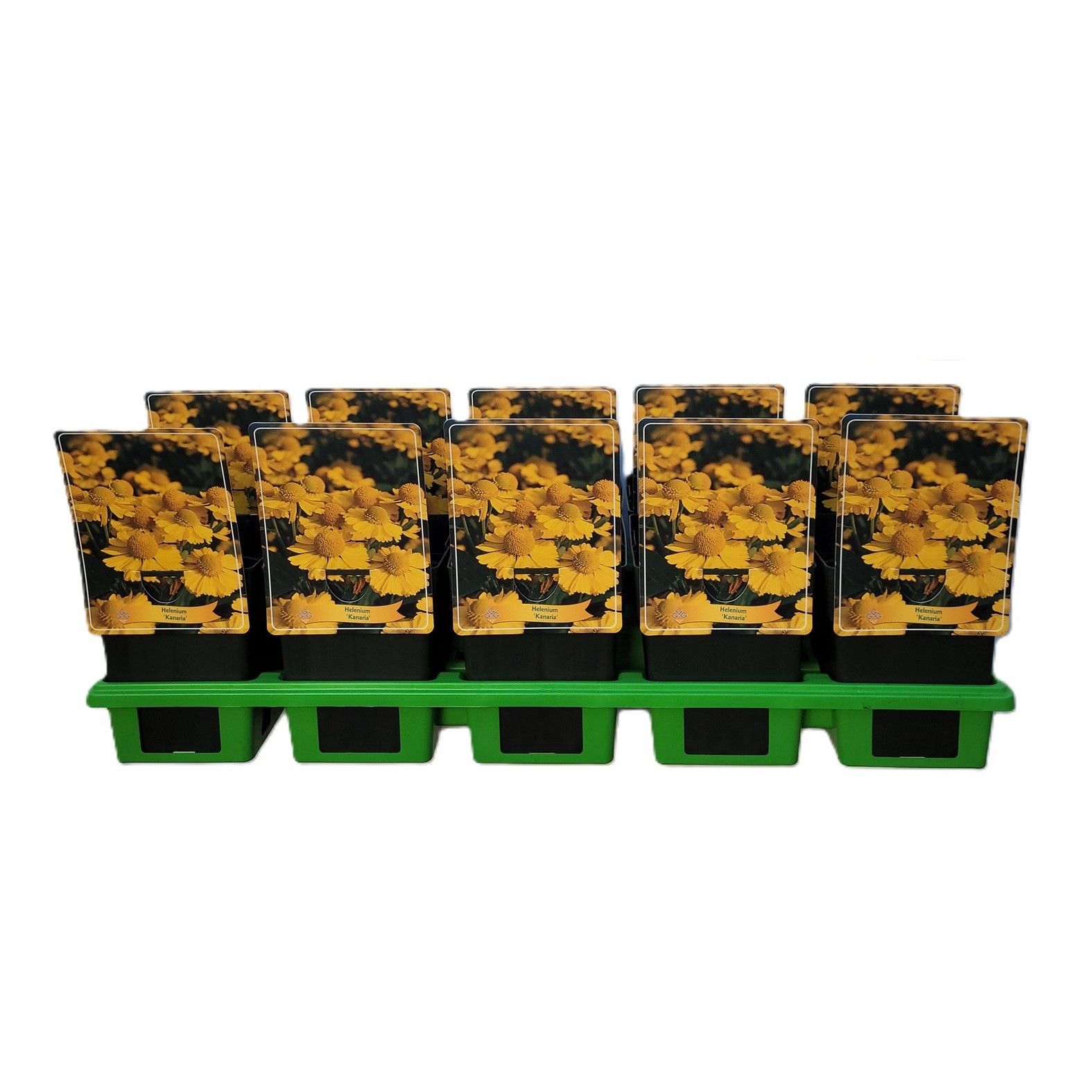 Helenium 'Kanaria' P11, D 11