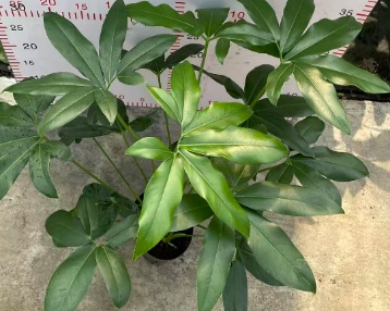 Филодендрон гоэлди фан бан 12 40 (предзаказ)