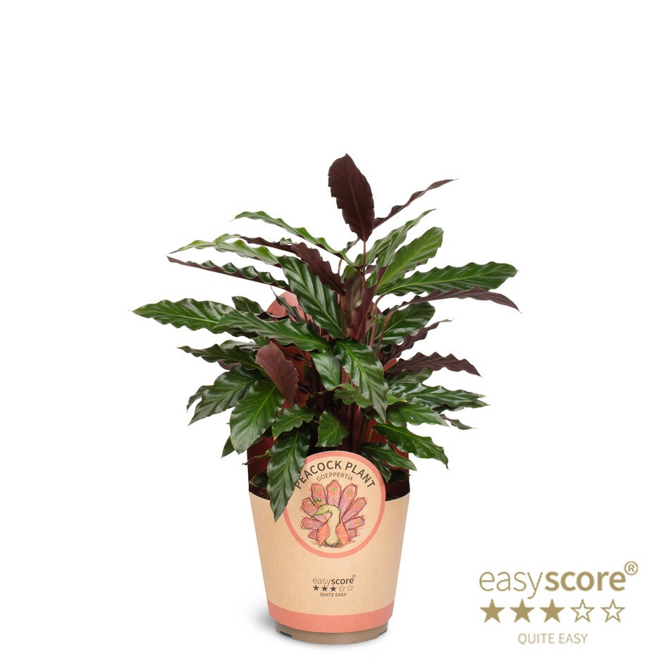 Calathea rufibarba, D 17