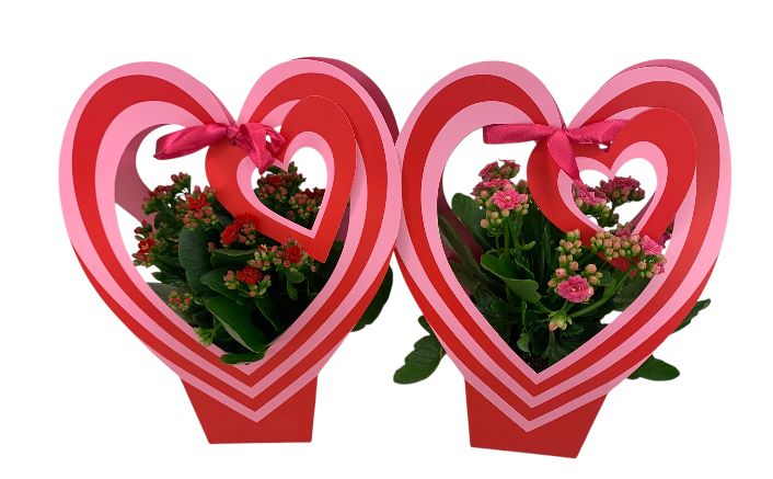 Calandiva 12 cm in twin colour, D 12