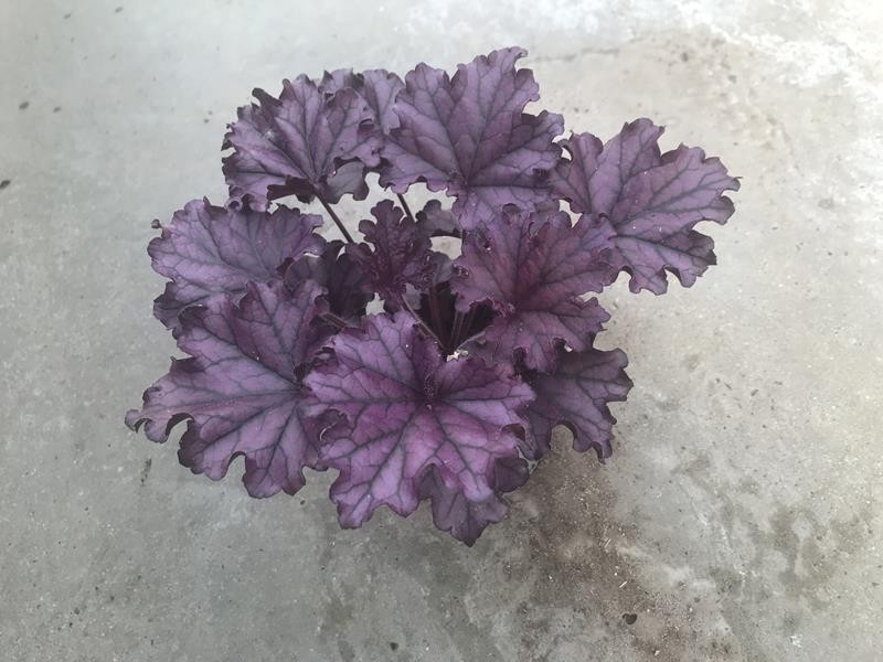 HEUCHERA-HYBRID 'FOREVER PURPLE', D 12