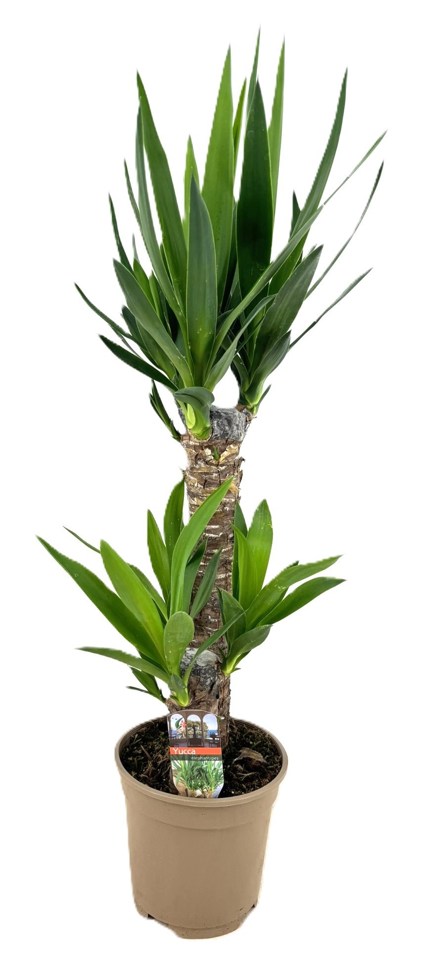 Yucca elephantipes 45-20, D 17