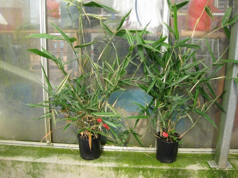 Hibanobambusa tranq. 'Shiroshima', D 18