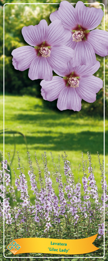 Lavatera 'Lilac Lady' C2, D 14