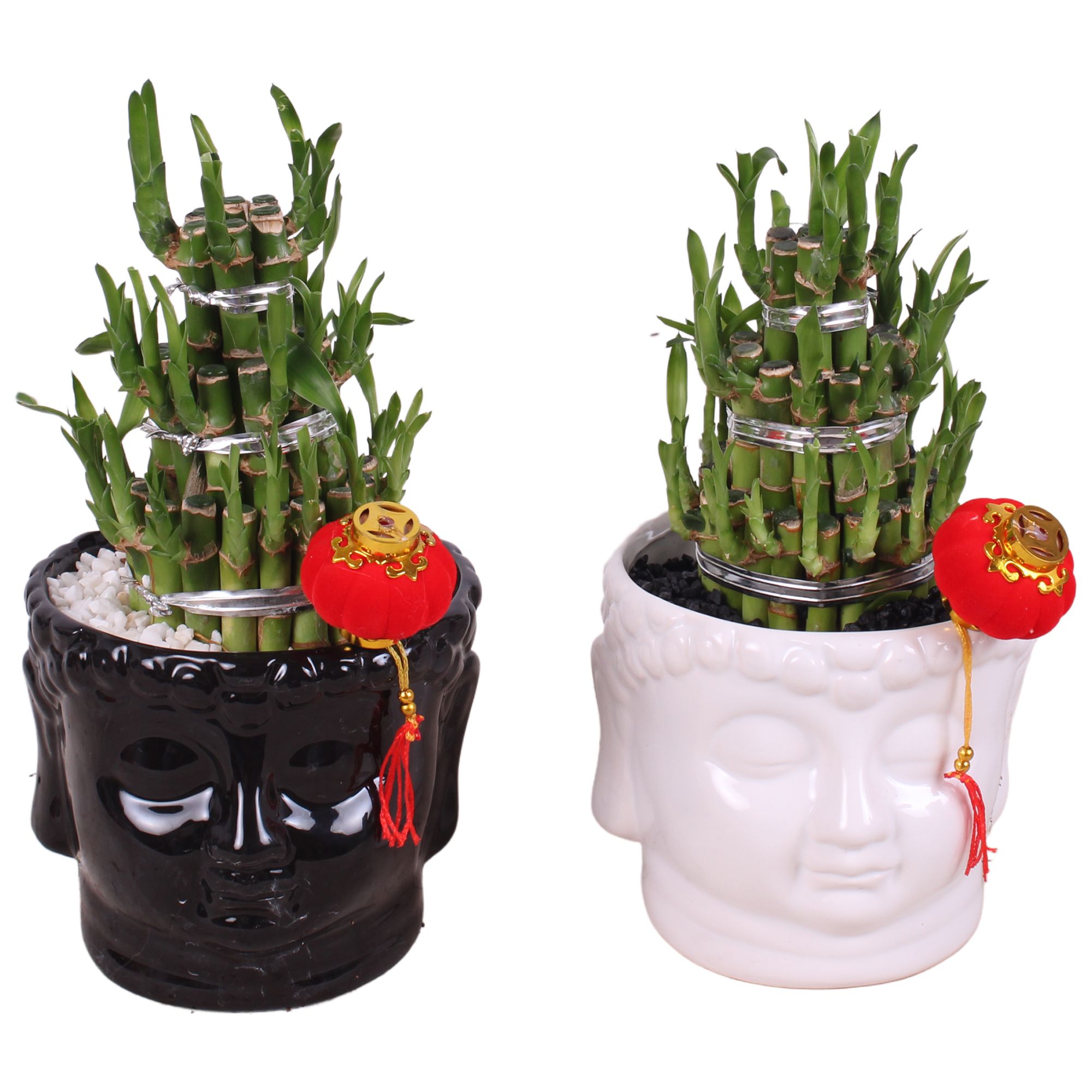 Lucky Bamboo Round 3 Small in Buddha head pot Black/White Ø15cm, D 15
