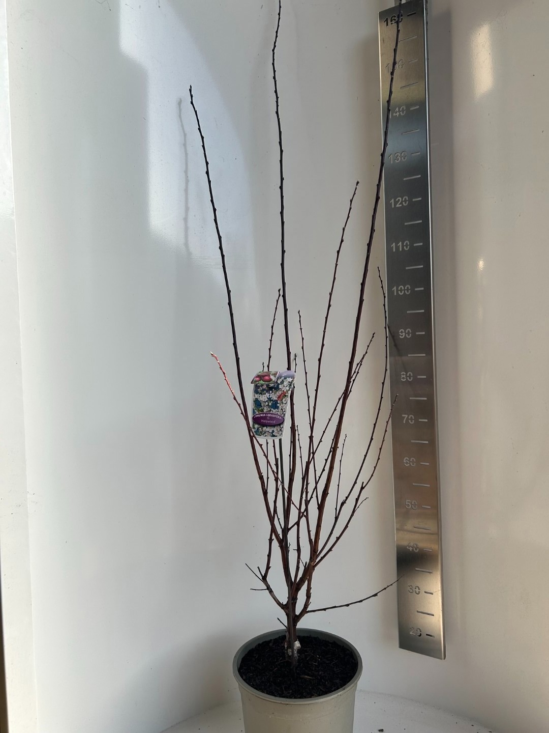 Prunus cer. Hollywood, D 27 cm