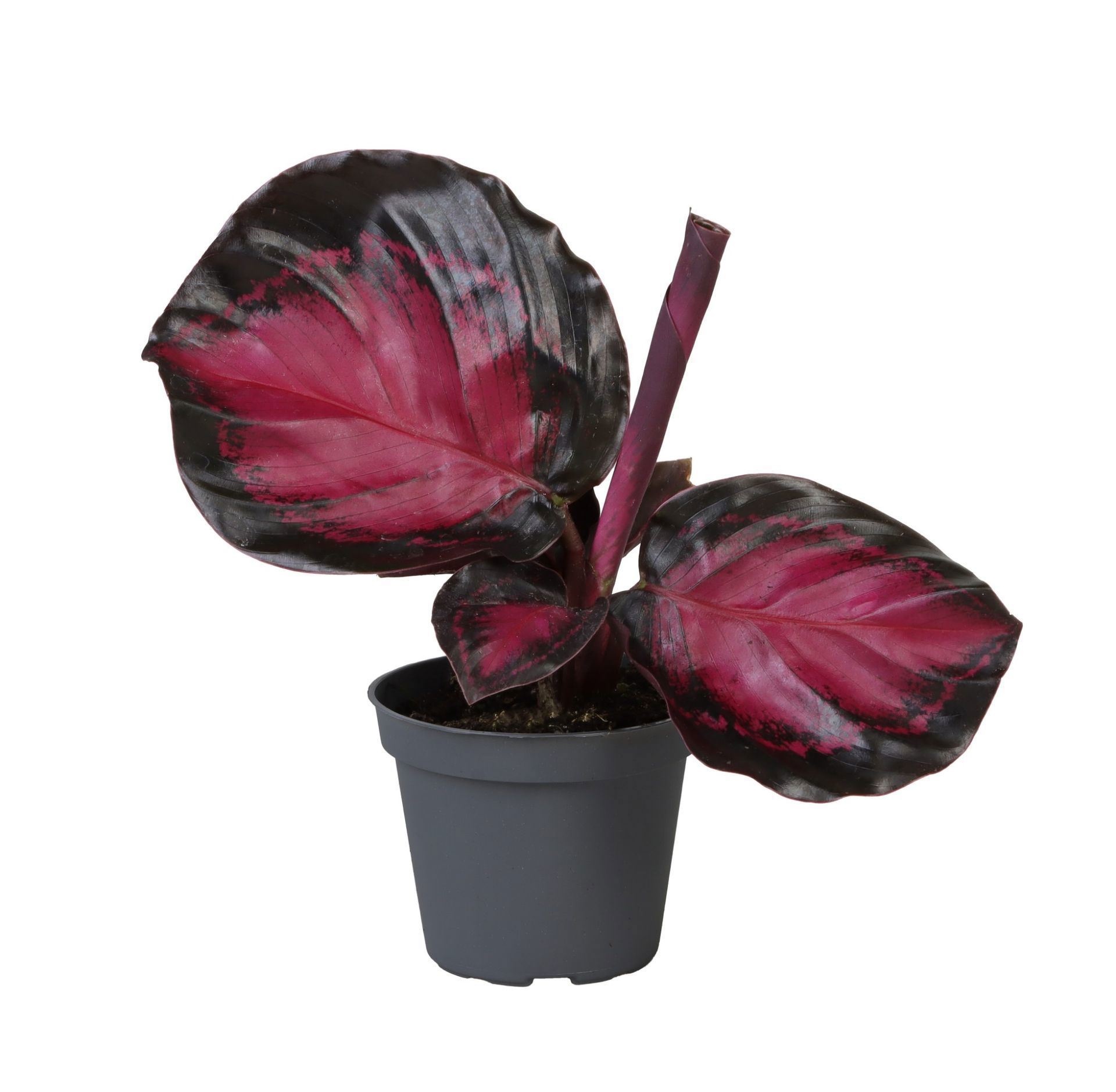 Calathea Crimson Web� 6 cm, D 6