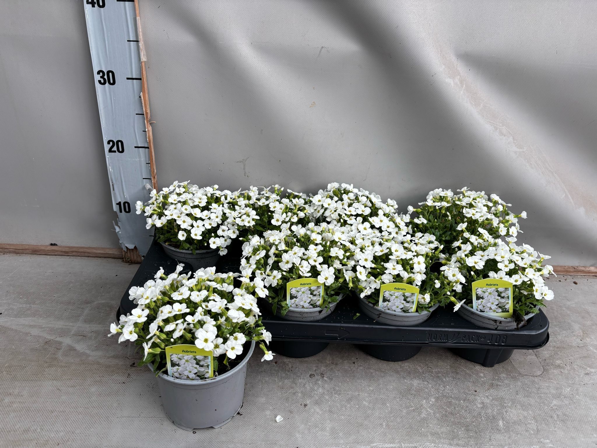 Aubrieta White, D 12