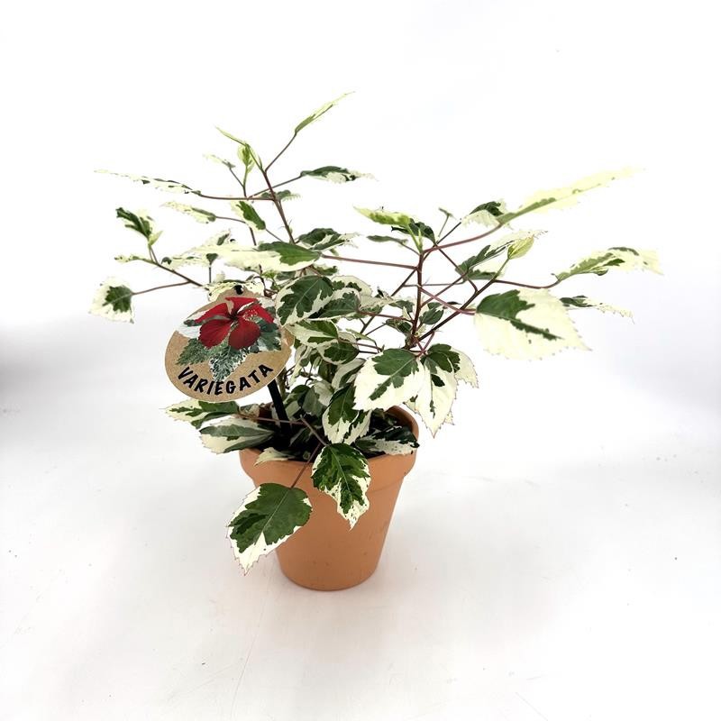 HIBISCUS ROSA SINENSIS 'HYBRID', D 14