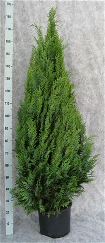 Chamaecyparis lawsoniana 'White Spot', D 31