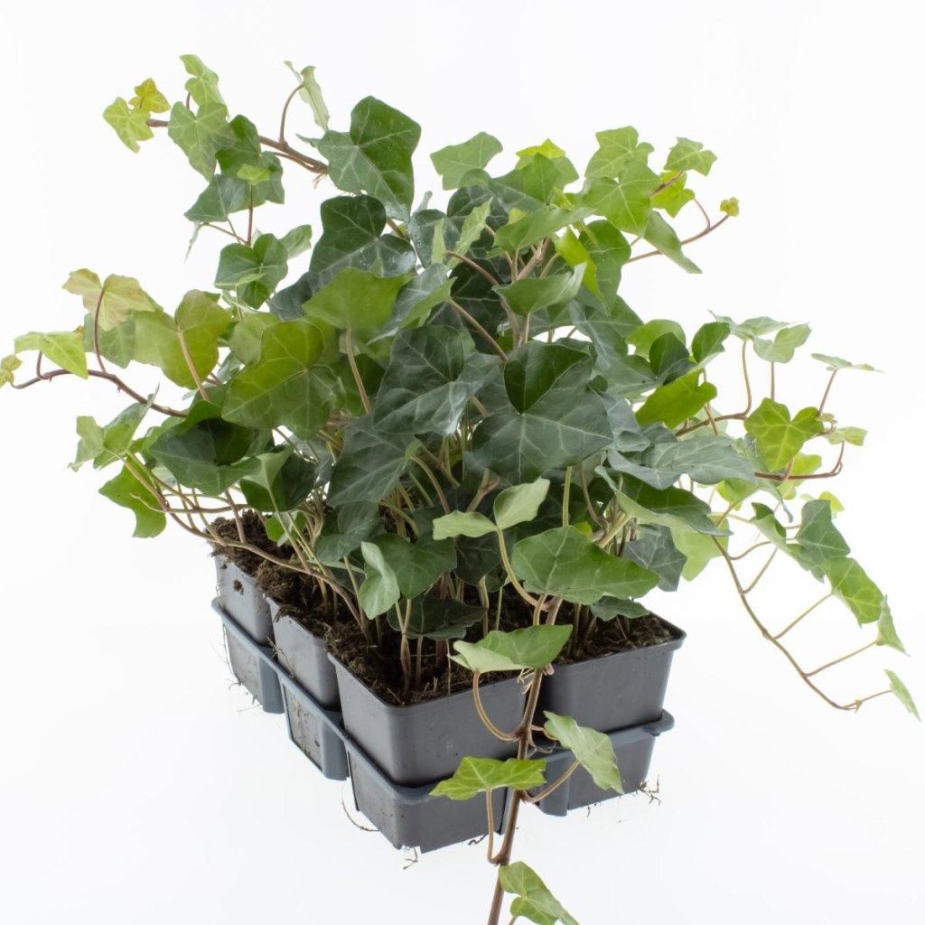 Hedera hibernica, 3-5 tak, D 9