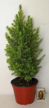 PICEA GLAUCA 'PERFECTA', D 13