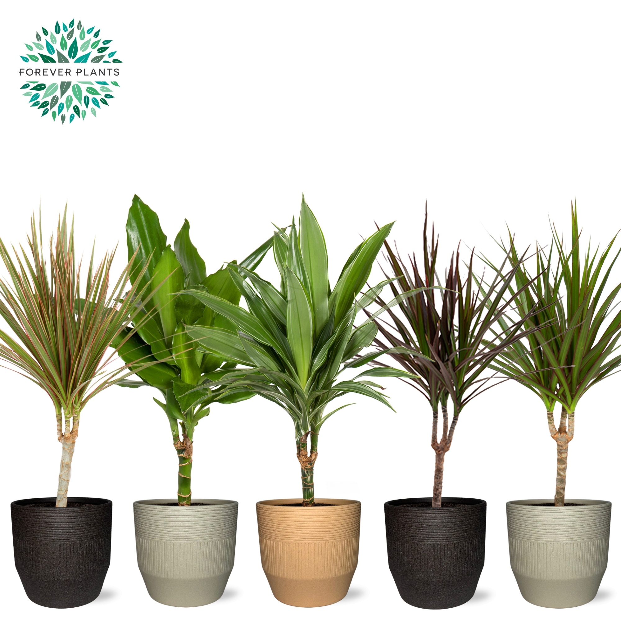 Dracaena Marginata mix p14 in TIRZA Keramiek, D 14