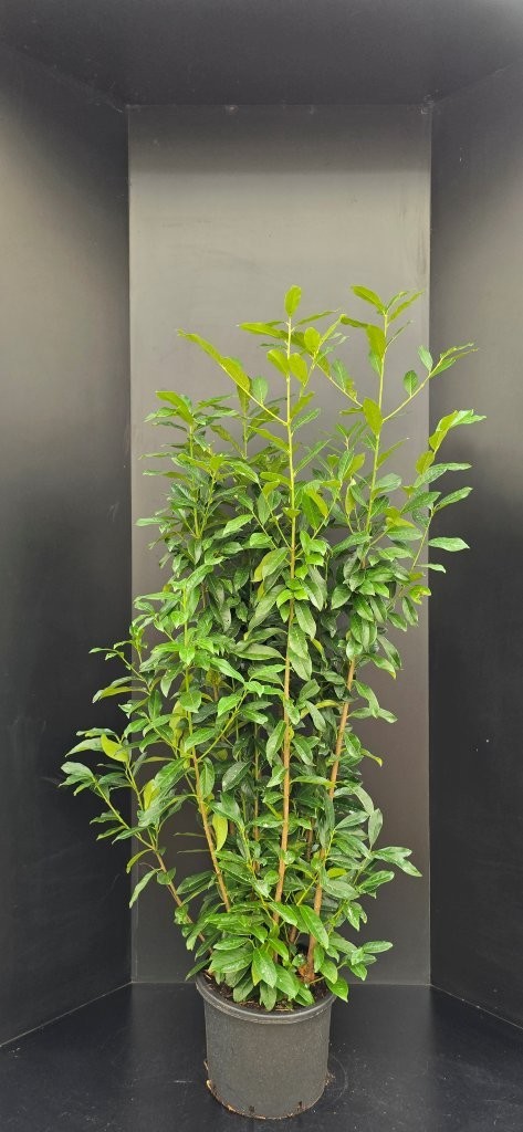 Prunus laurocerasus Genolia, D 38