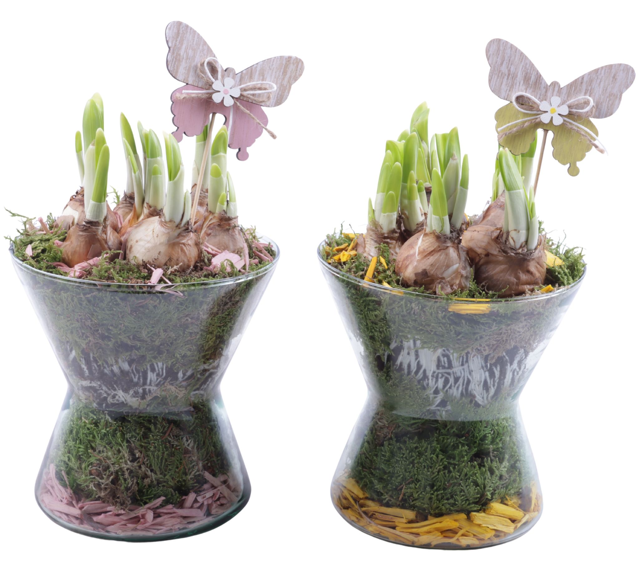 Bulbs Arr. Narcis Glass Hourglass Ø16cm, D 16