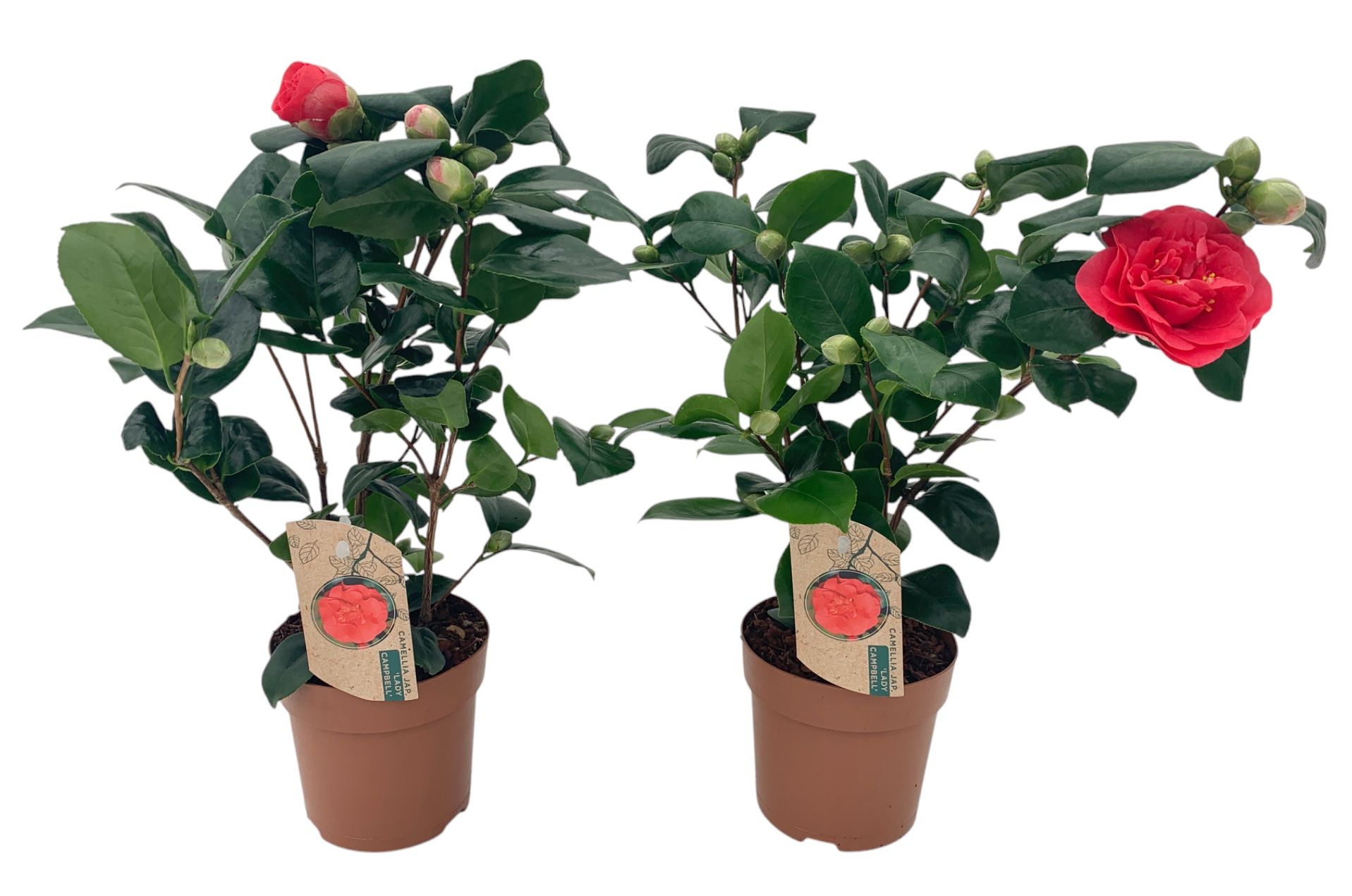 Camellia Lady Campbell 10-15 knop, D 13