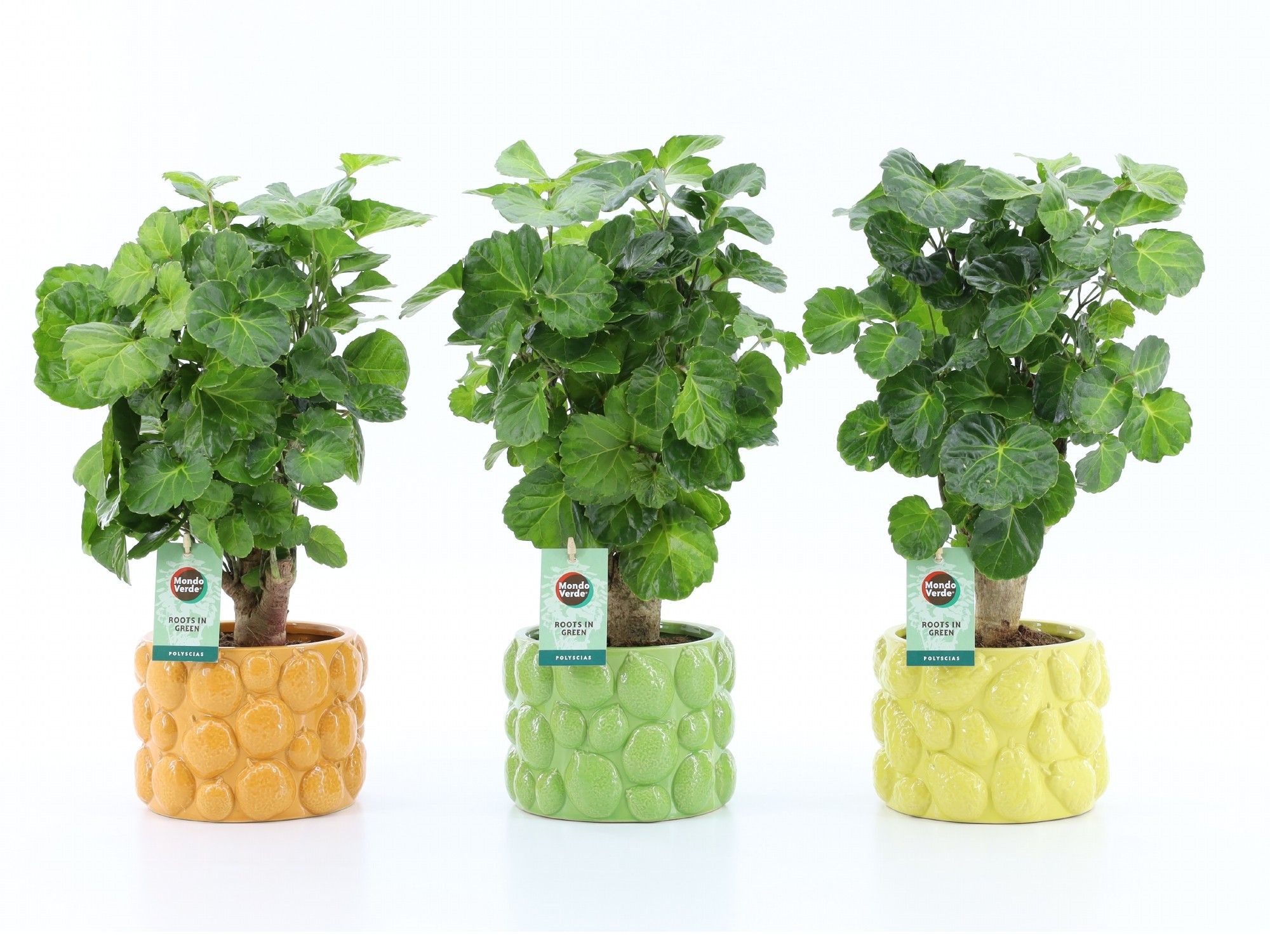 Polyscias Green Lemon in Dolce Frutta, D 15