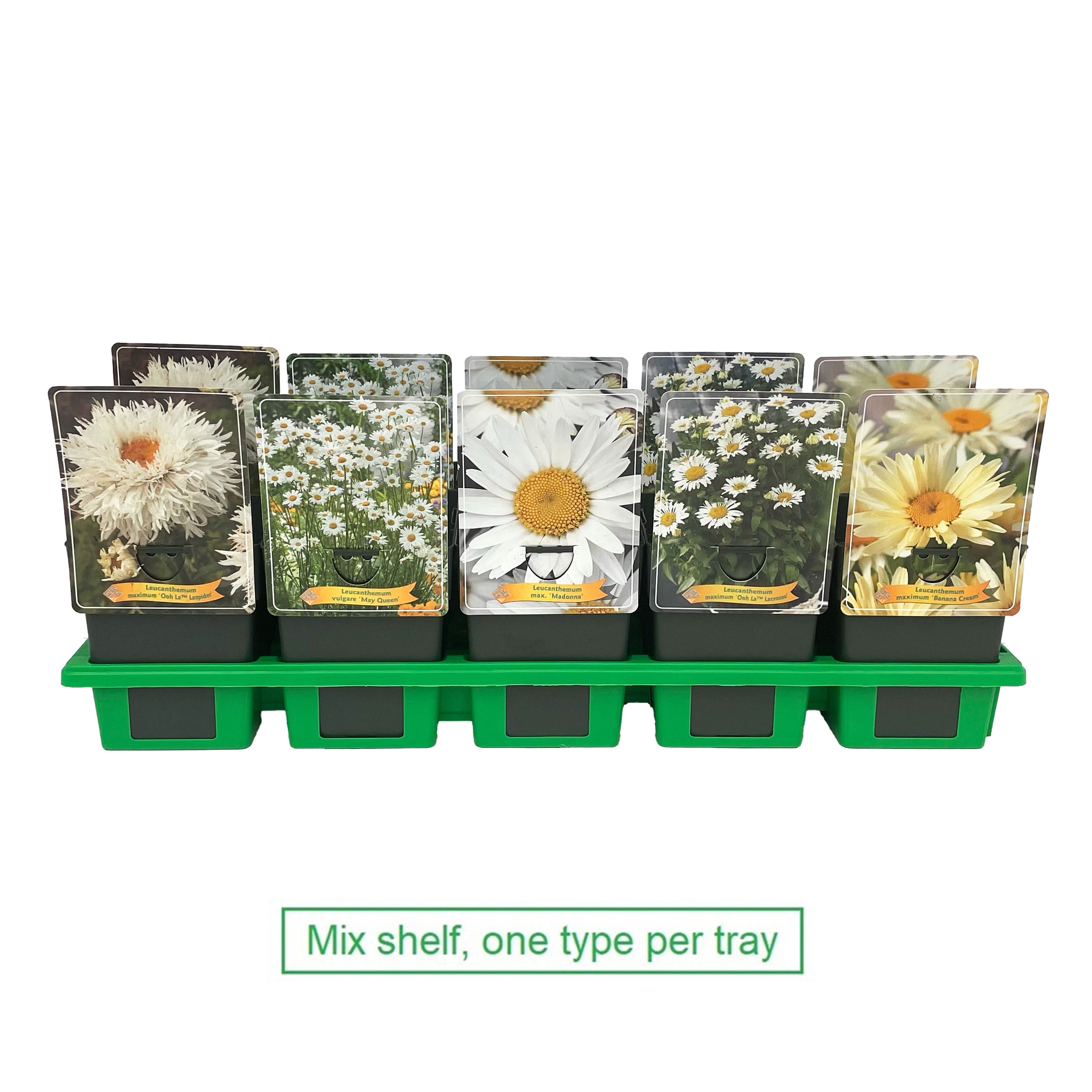 Leucanthemum mix laag P11, D 11