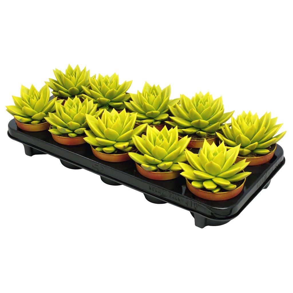 Miranda coloured yellow, D 10,5