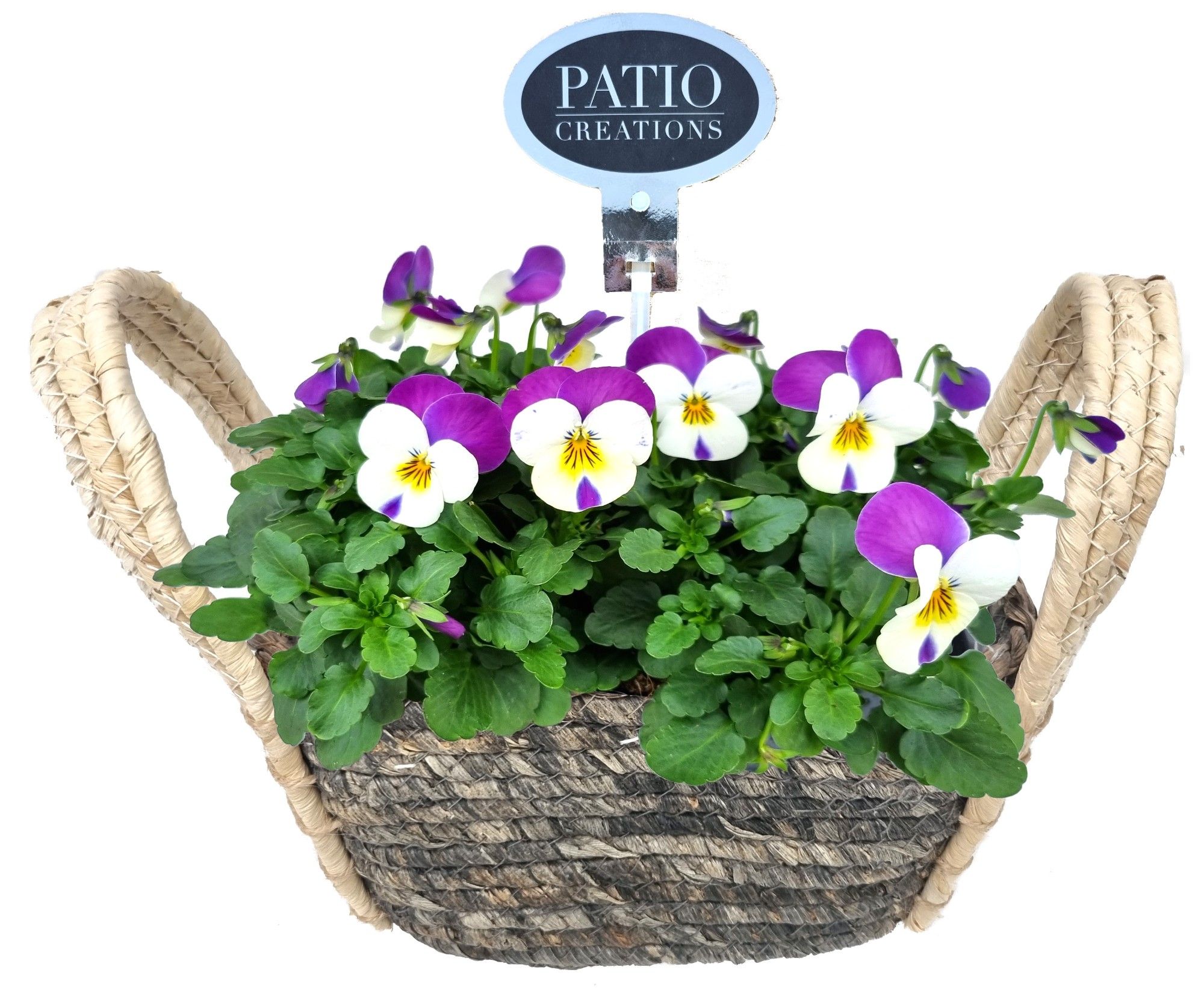 V778-9001 Viola Levi S, D 21