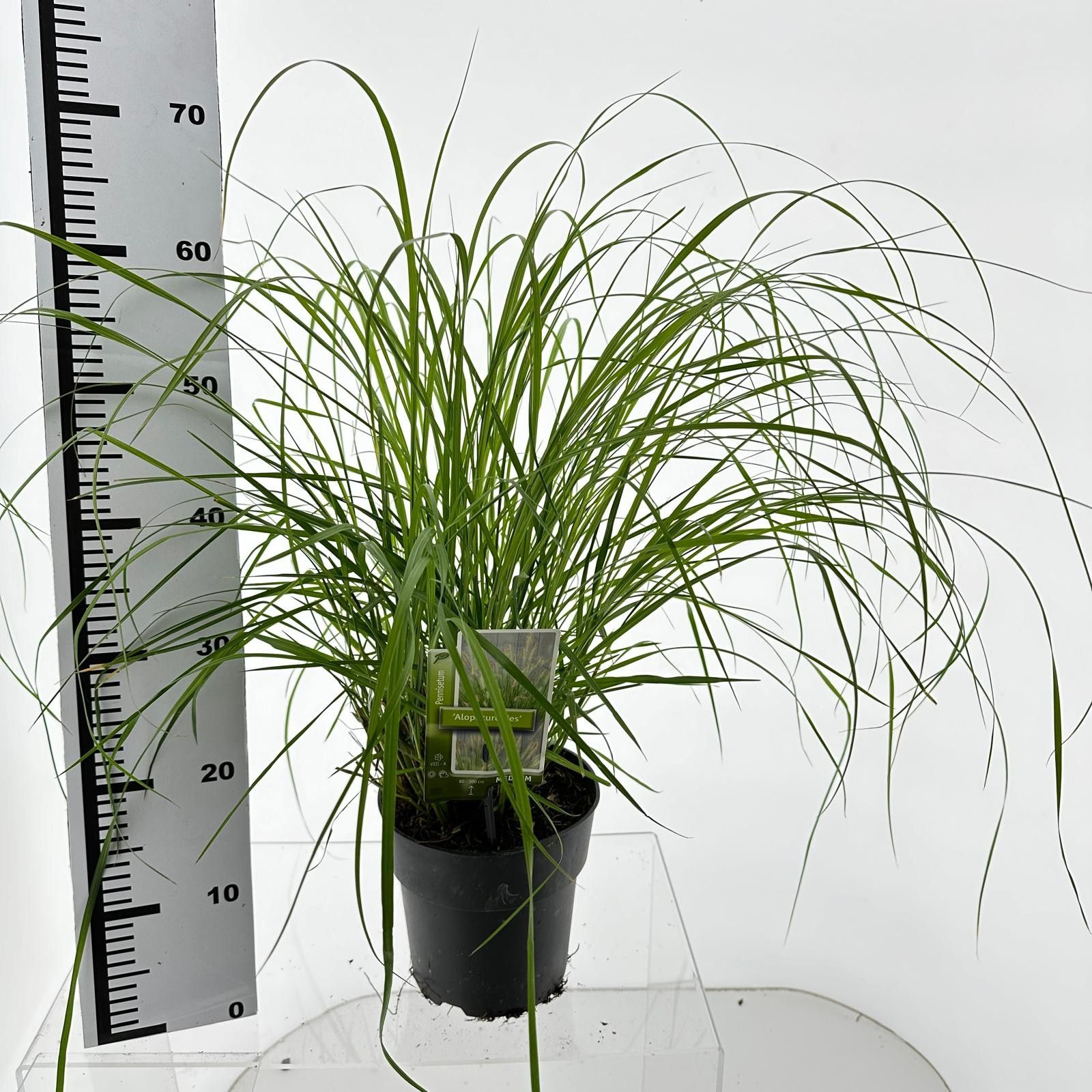 Pennisetum alopecuroides, D 19