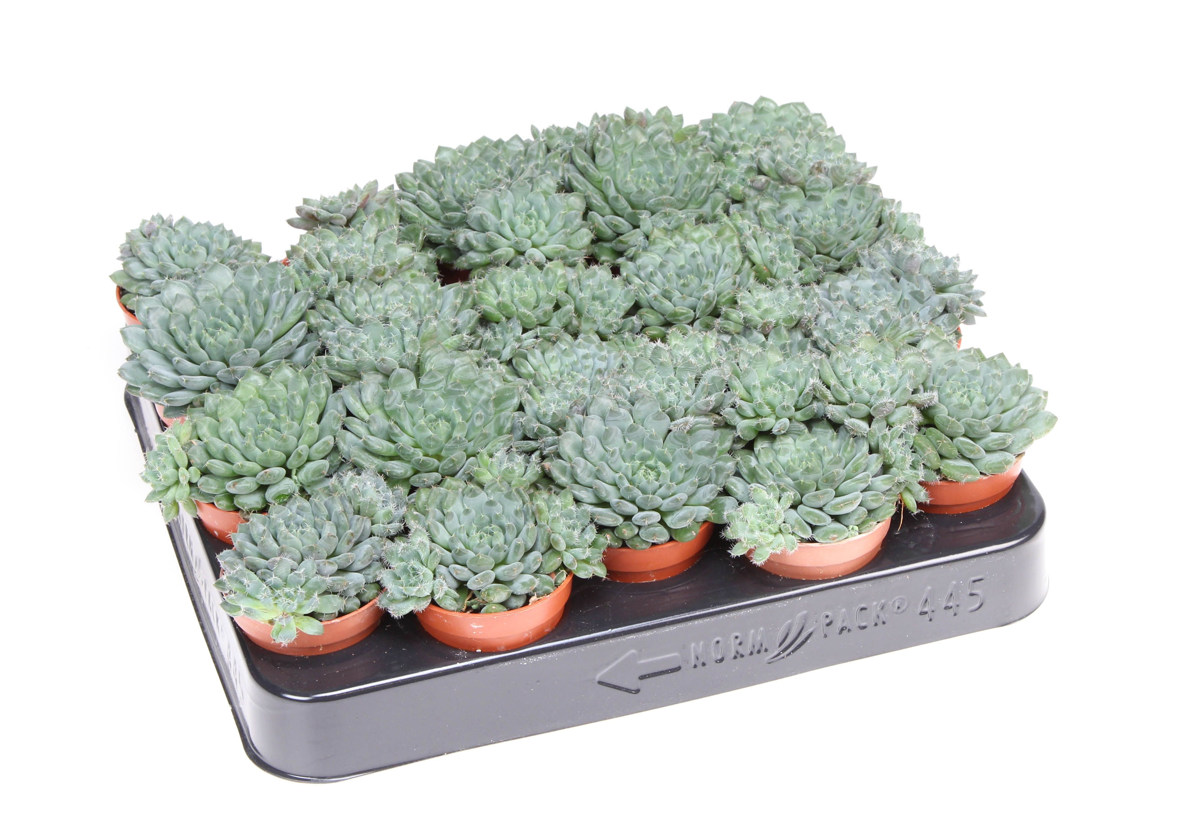 Echeveria rundelii, D 5,5