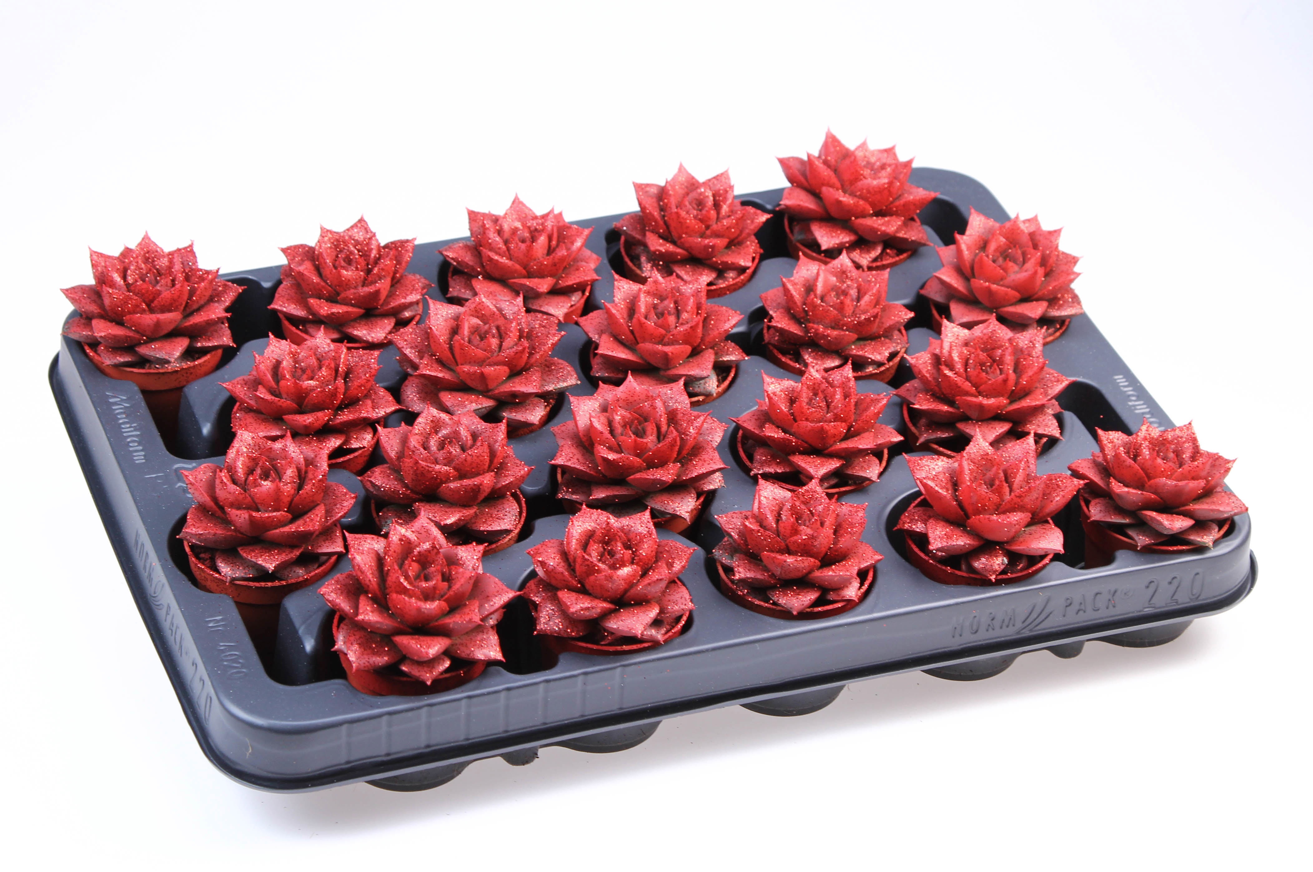 Purper rood + bio glitter, D 5,5