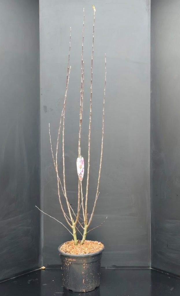 Malus Evereste, D 34