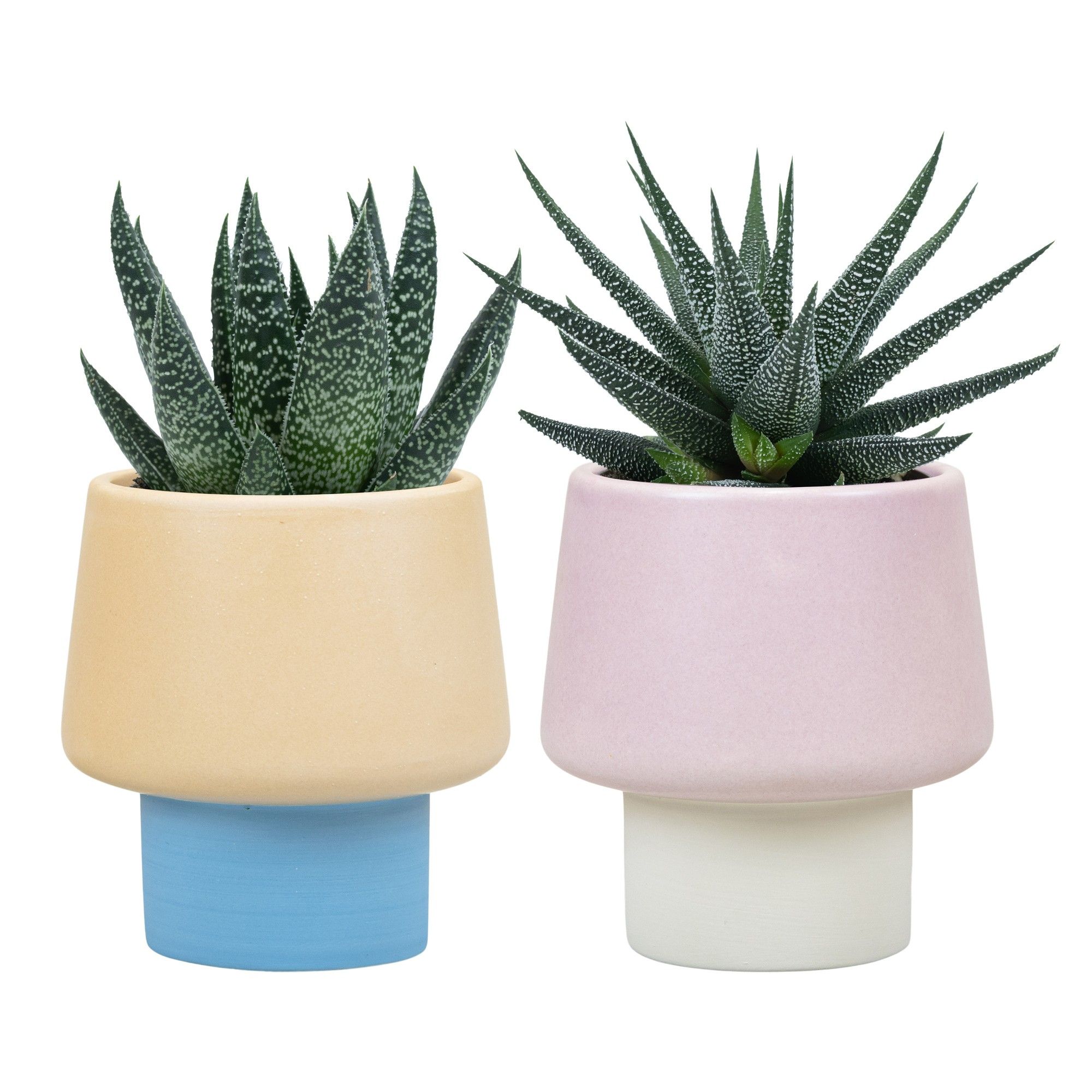 Serene with Succulent, D 6