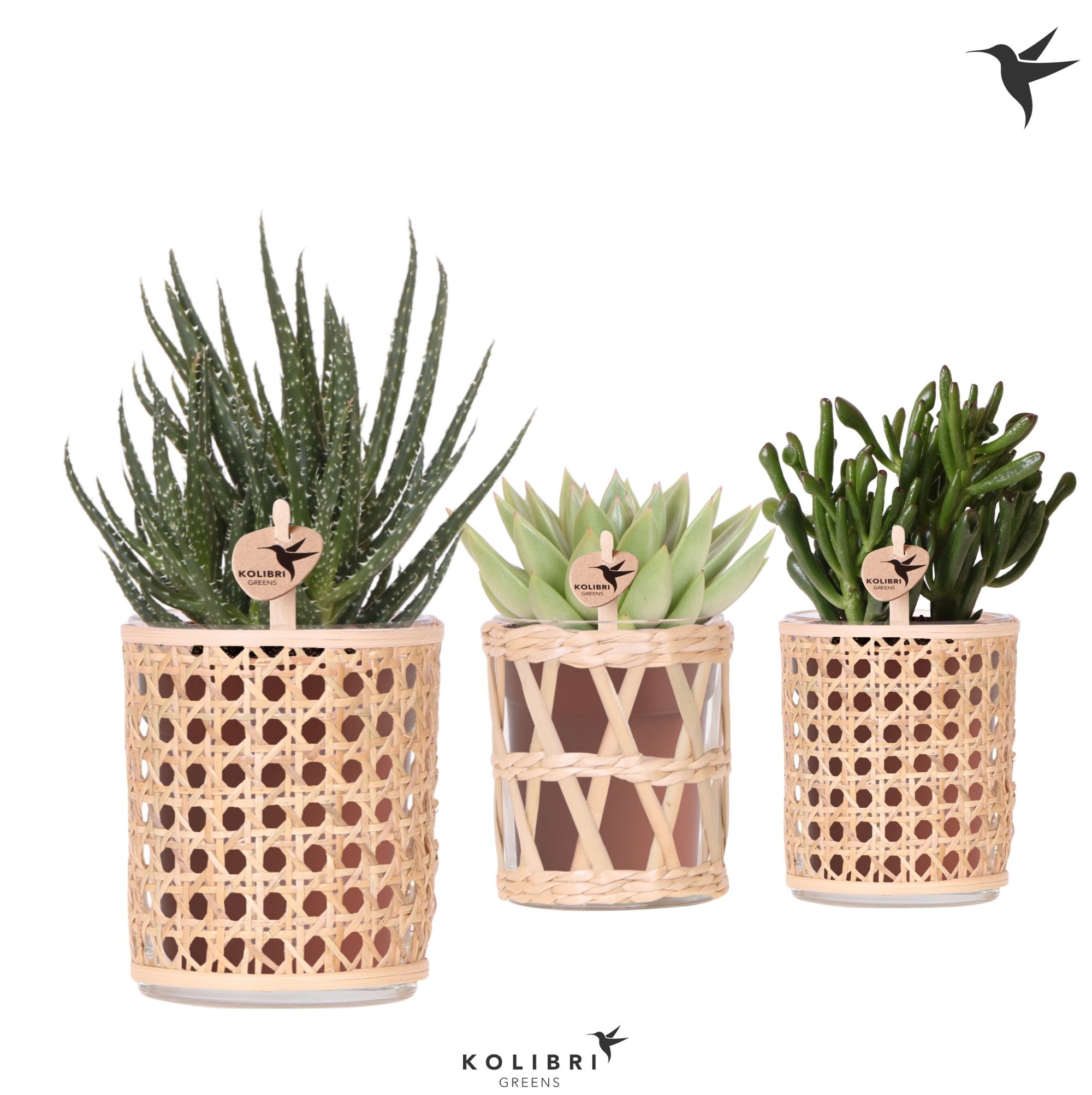 Kolibri Greens Succulenten mix in Rotan pot mix, D 9