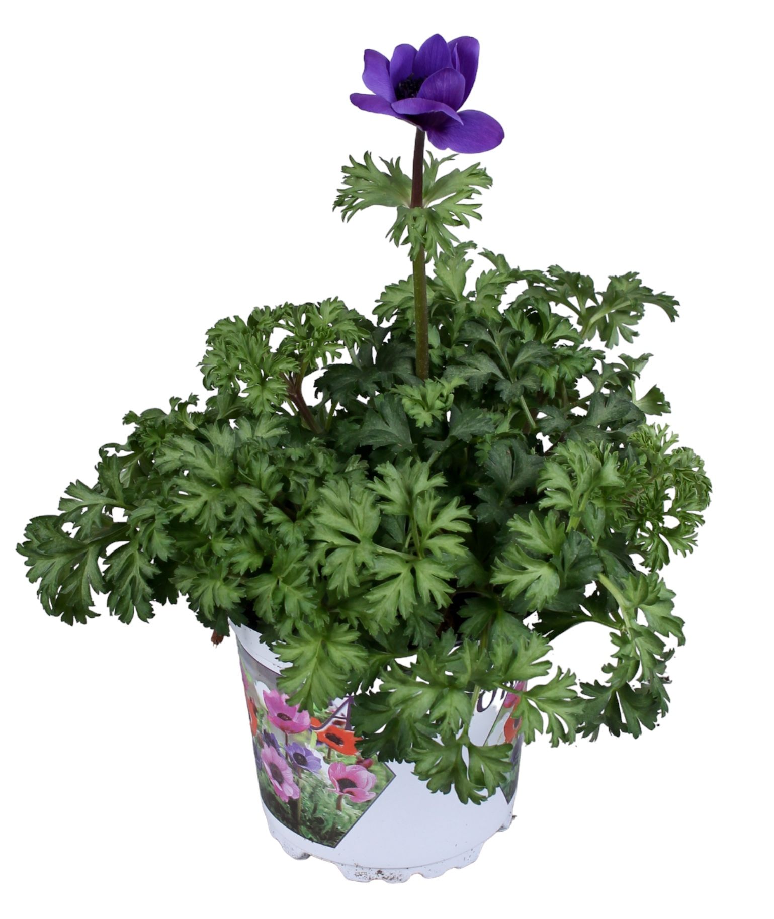 Anemone Coronaria Harmony Blue, D 10,5