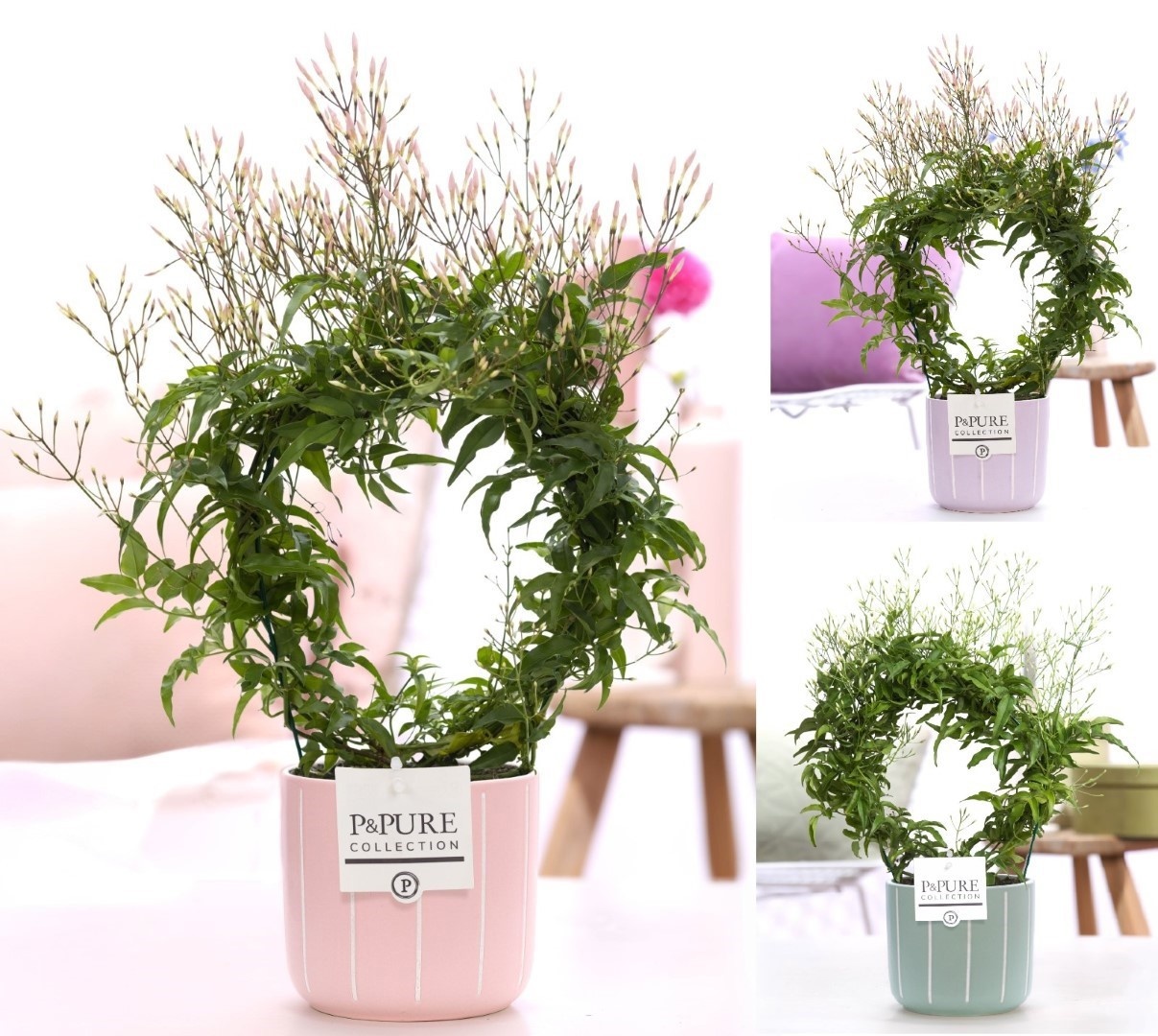 Jasminum Poly. ( 200+ knop) in P&PURE Fleur ceramics ass. 3, D 12