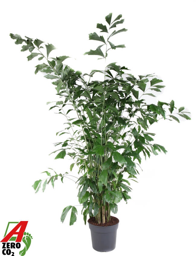 Caryota Mitis P40-220, D 40