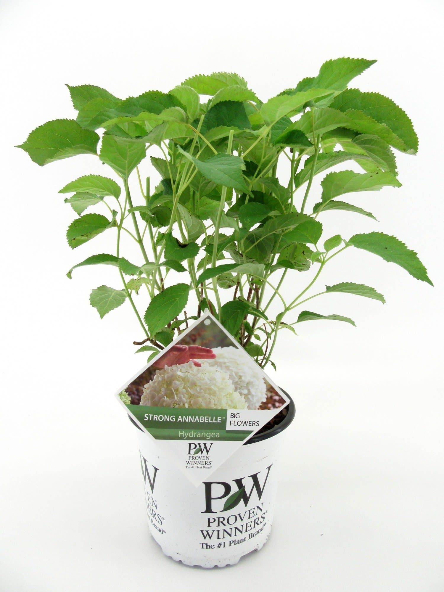 Hydrangea Strong Annabelle, D 19