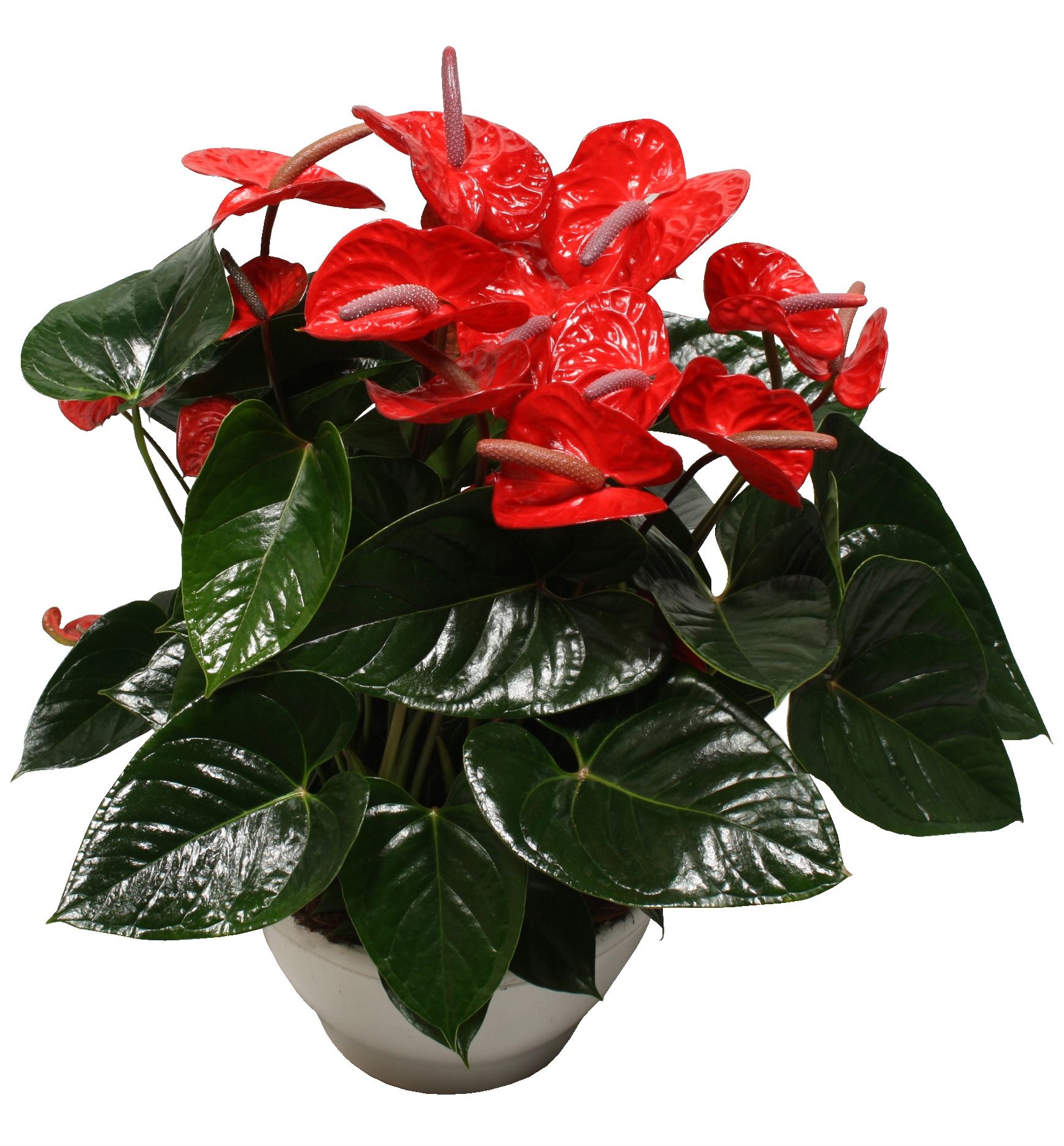 Anthurium XL.88 Aloha Red 30cm, D 30