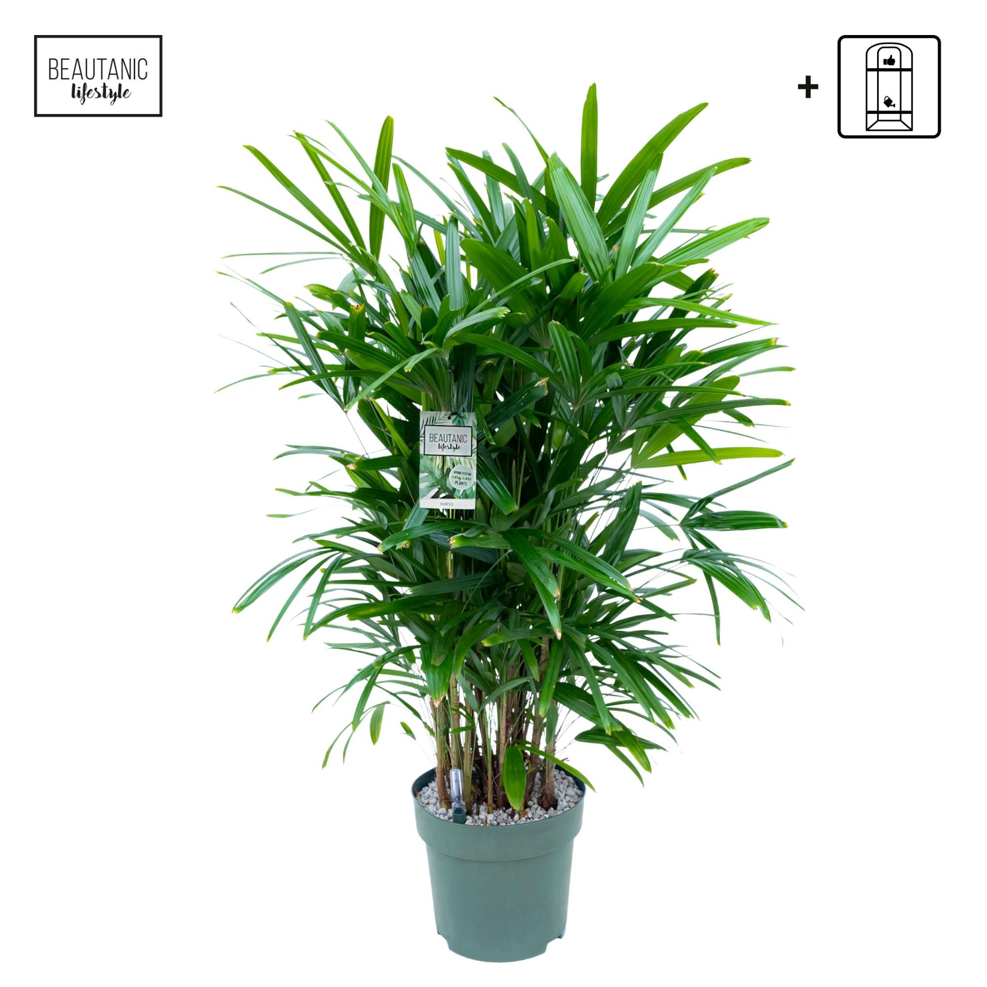 Rhapis Excelsa, D 30