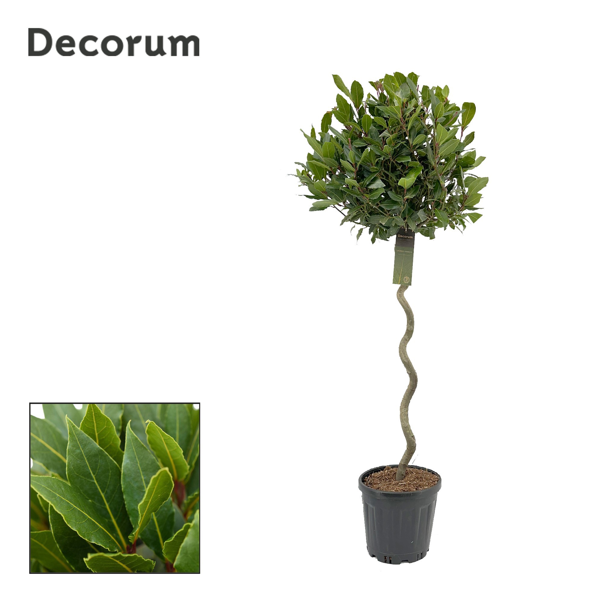 Laurus nobilis Spiraal stam, D 25