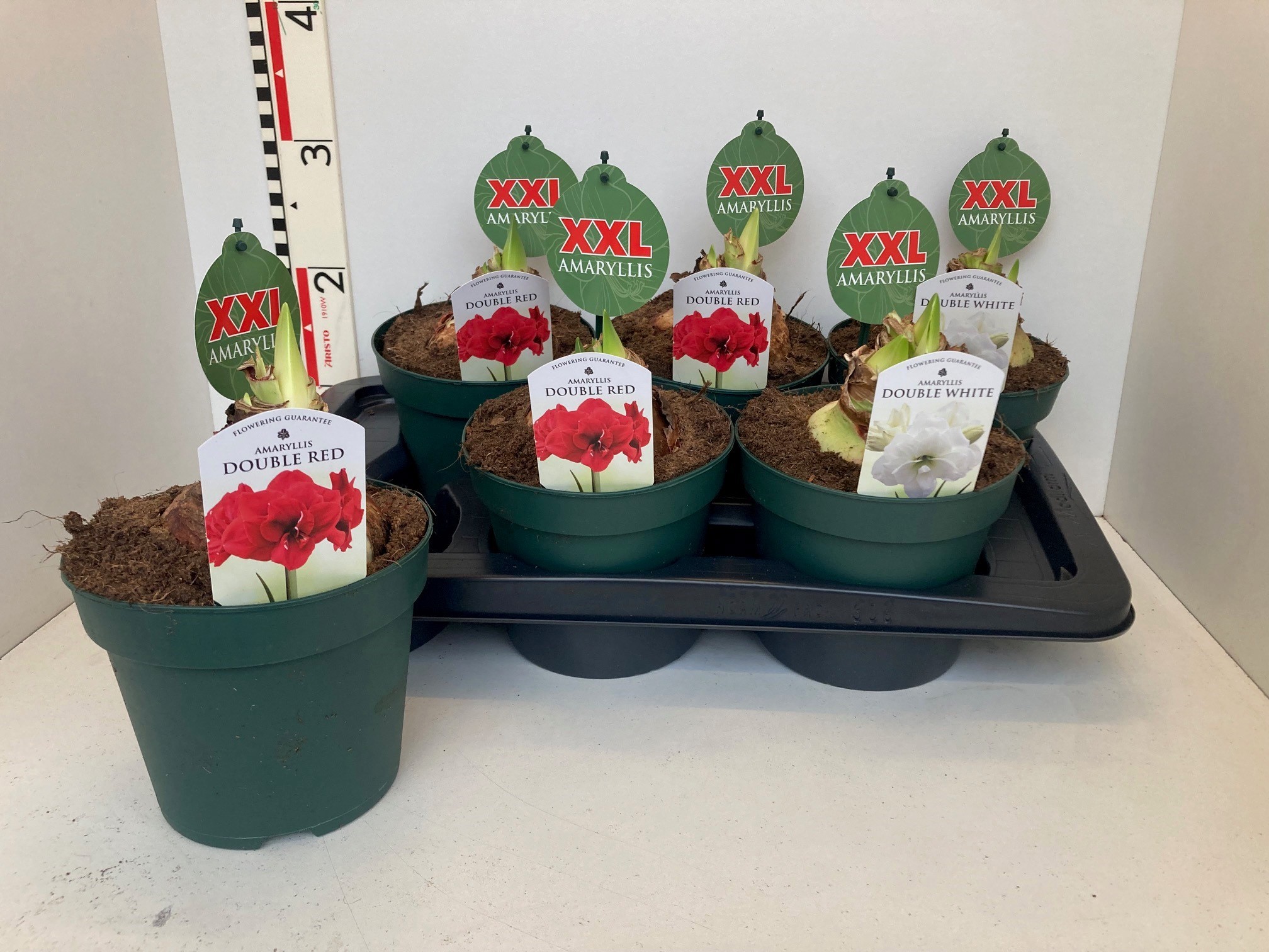 Amaryllis 17 cm pot 2 steel Double Mixed 2srt, D 17 cm